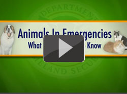 Animals in Emergencies :What Owners Need to Know